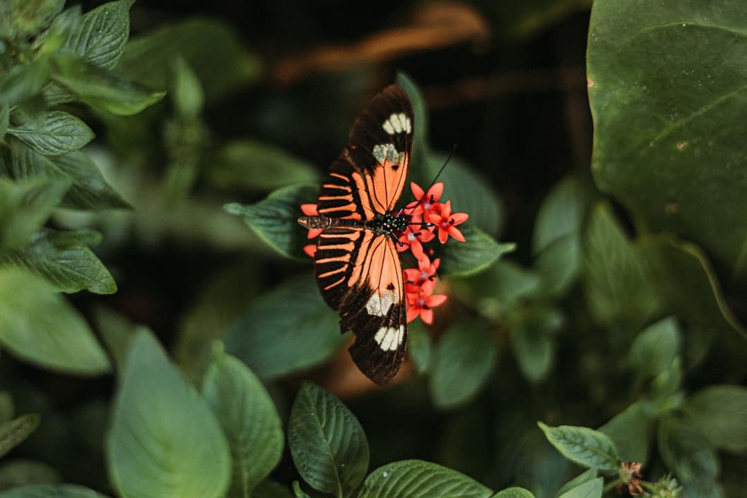 李敖:我眼中的许倬云